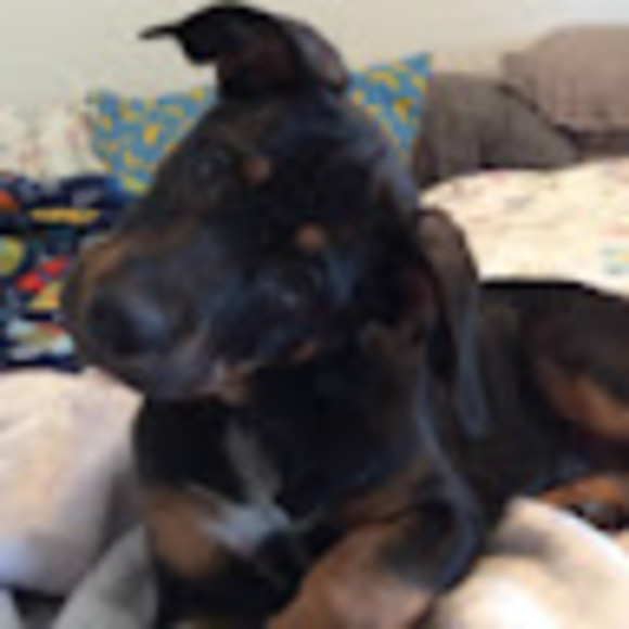 Meet your Posher, Laurie - Picture 1 of 1